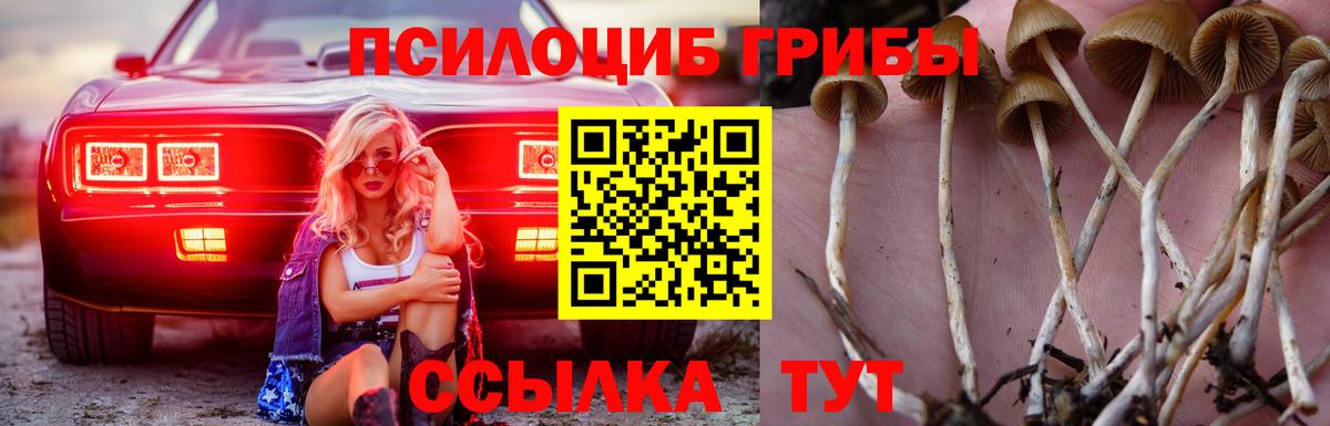 Новоуральск  купить  сайты  Вход с VPN  Псилоцибиновые грибы Cubensis 